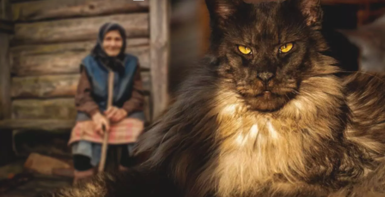 Бабушке отдали старого кота мейн-куна. Но никто не ожидал, что кот сможет  помочь старушке излечиться от воспаления легких. | FOCUS | Дзен