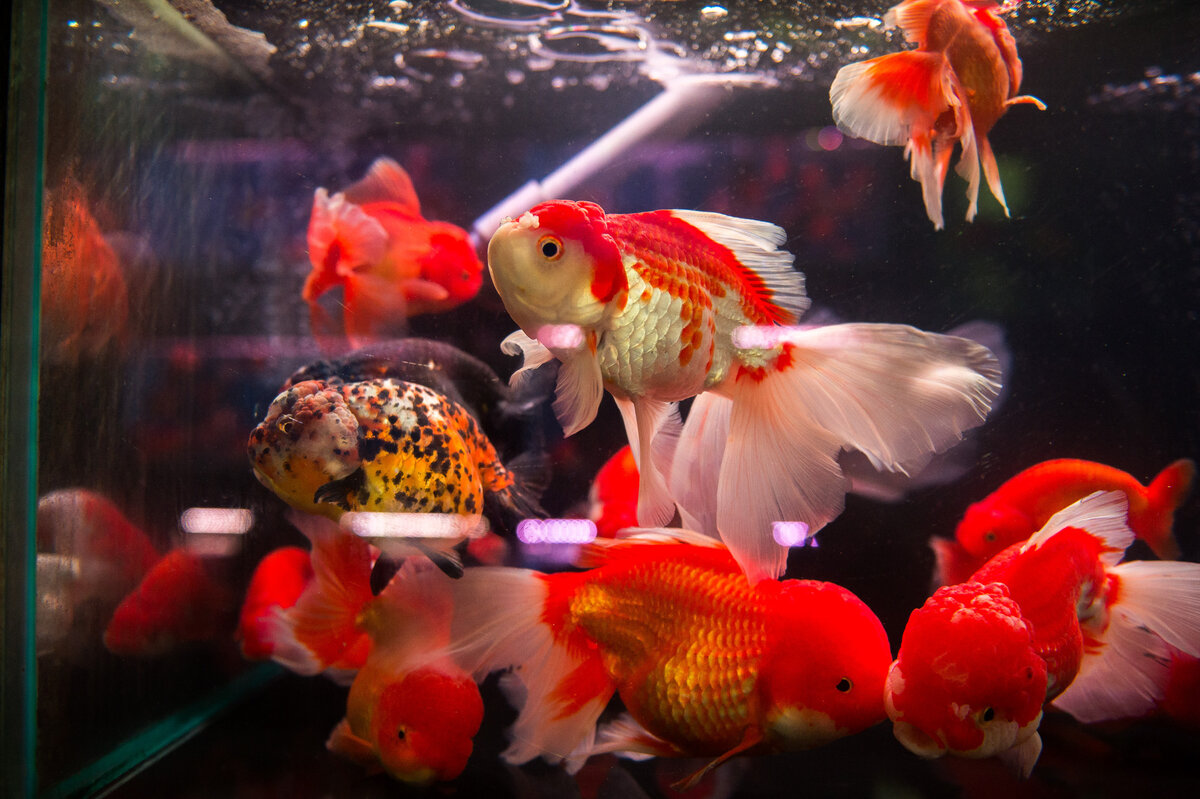 Рынок аквариумных рыбок в Гонконге | Московский аквариум | Дзен