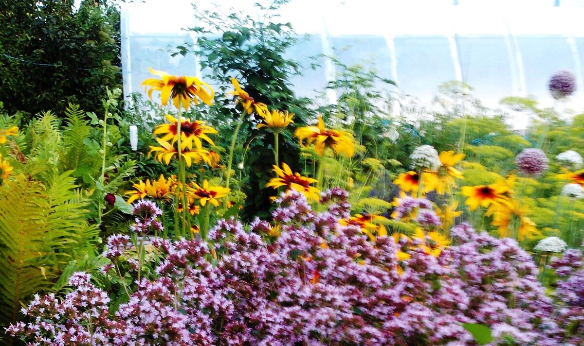 На даче очень много цветов, которые радуют нас с весны до поздней осени.