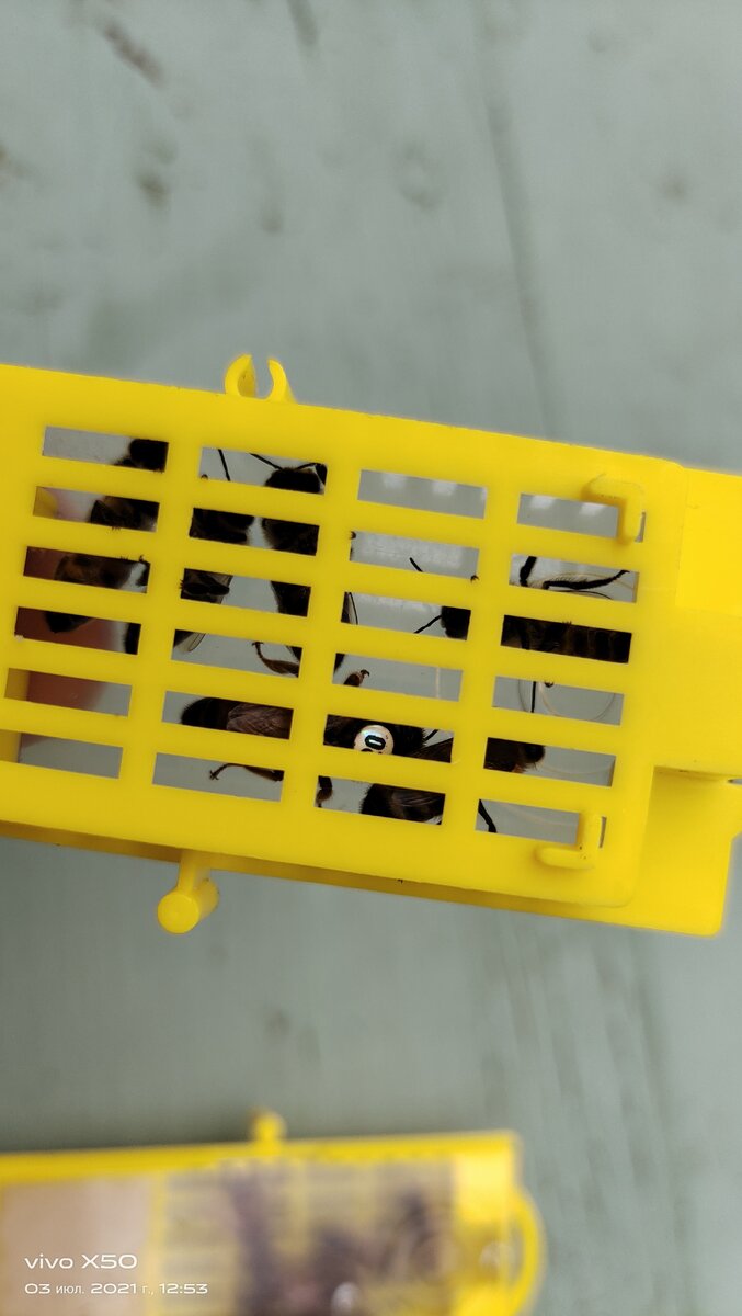 В каждом контейнере есть матка и 5 пчел сопровождения.