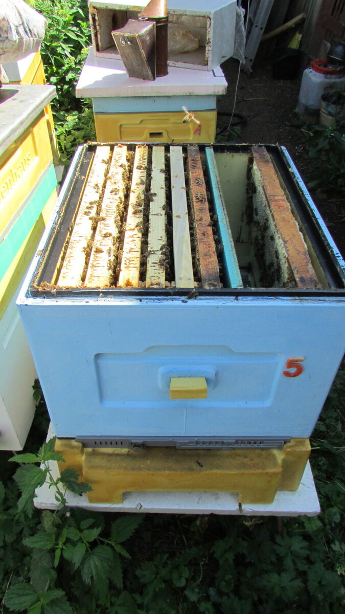 отводок пчел в улье биненхаус