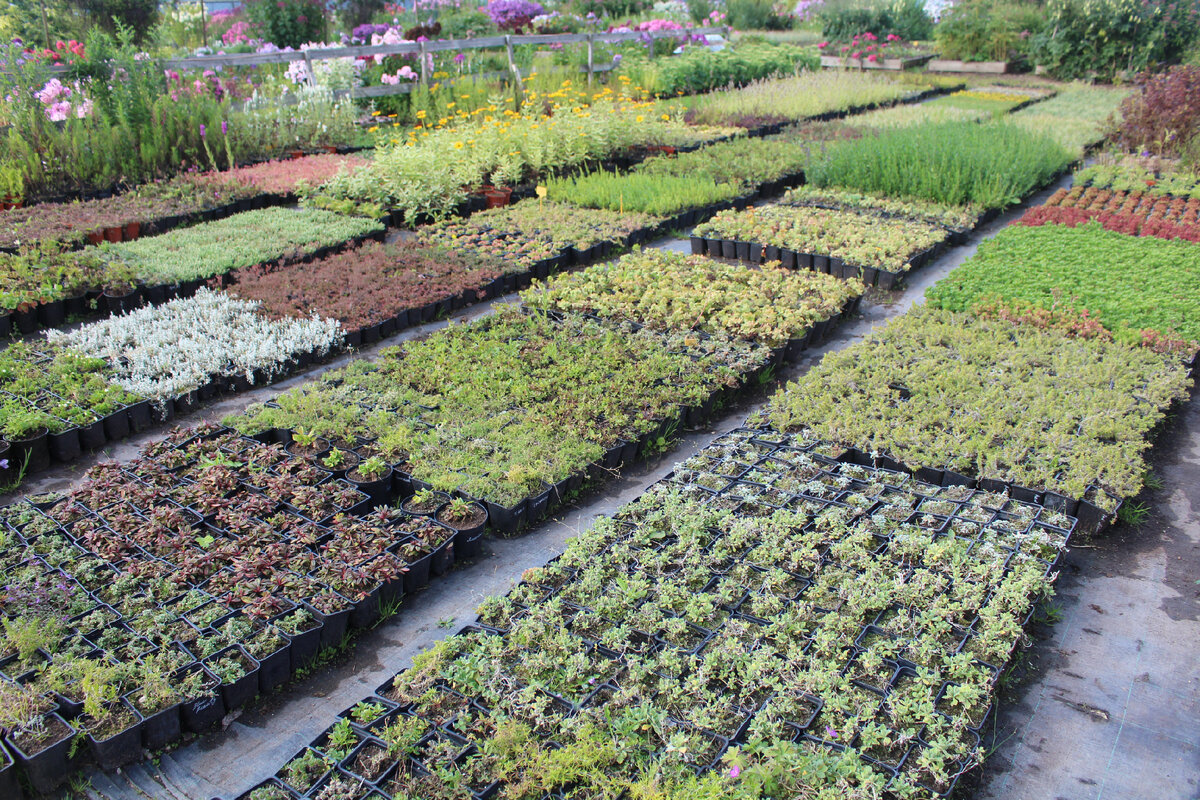 марусин сад садовый центр. спр питомник растений новосаратовка. питомник в березовке богородского района. питомник декоративных растений. лесной питомник сеянцы сосны.