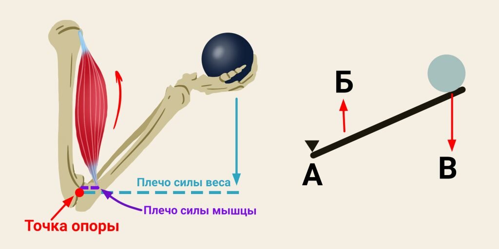 Плечо силы рисунок