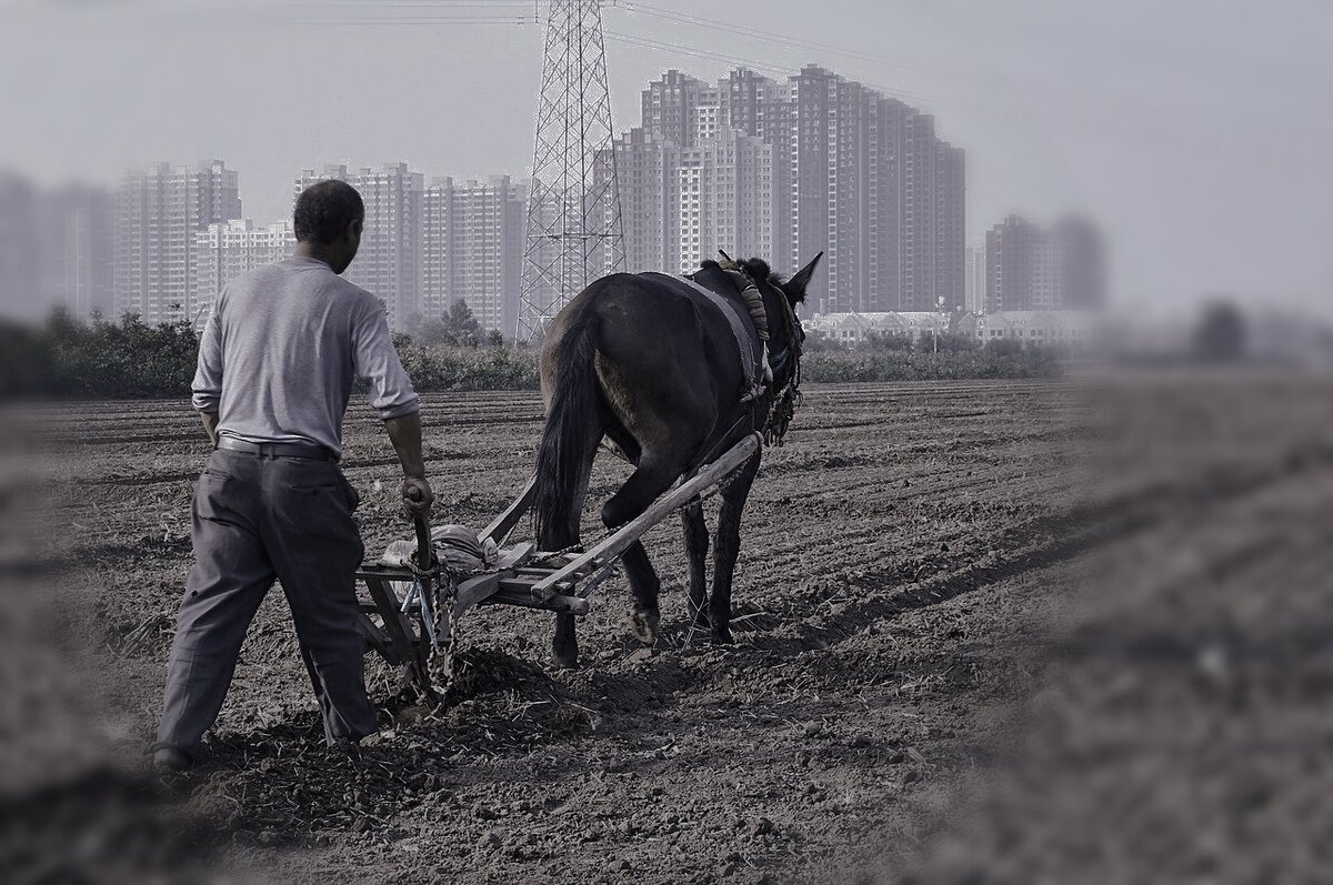 Лошадь запряжённая для обработки земли. Источник:http/pixabay.com