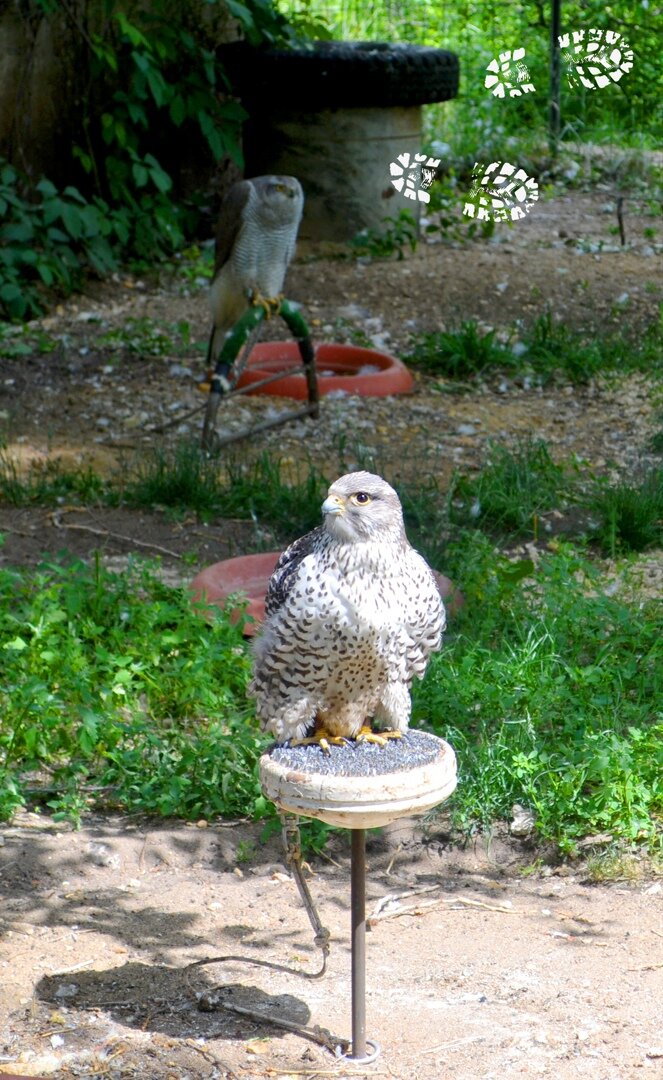 Ястреб-тетеревятник.