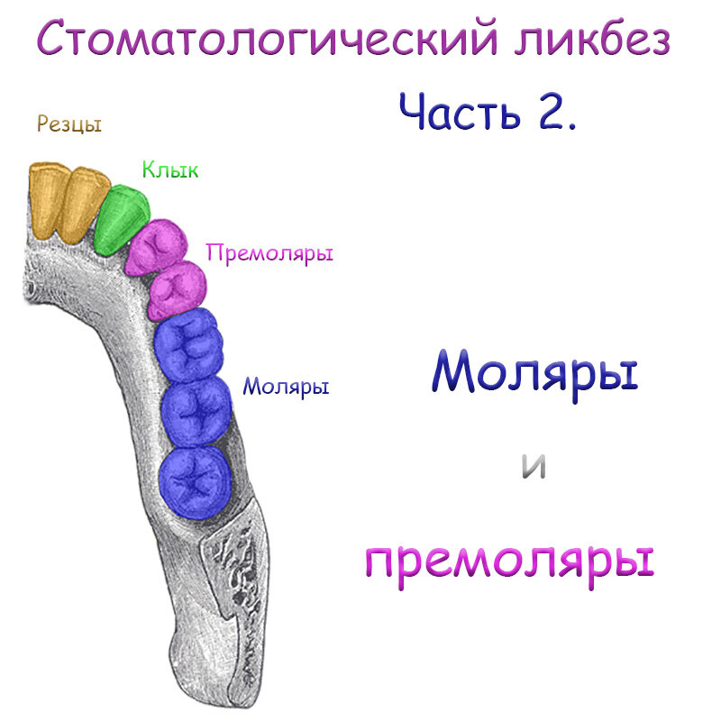 Стоматологический ликбез: Моляры и премоляры