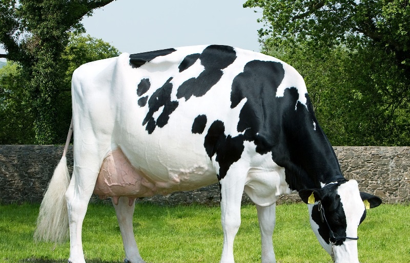 Черно-пестрая порода коров — советская порода крупного рогатого скота молочного направления продуктивности. Иногда её отождествляют с голштино-фризской, но это неправильно.-2