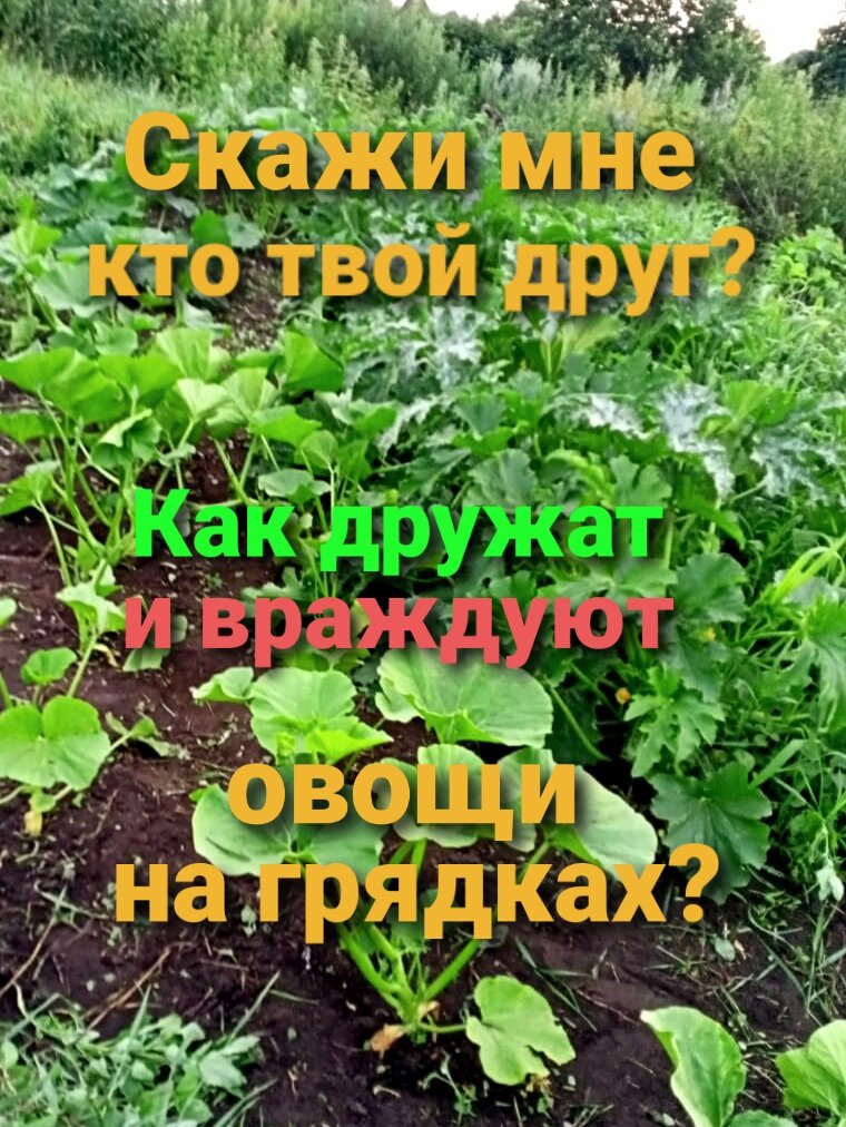 Растения, как и люди, не всегда положительно относятся друг к другу. И, если, в такой ситуации, человек может просто прекратить общение, то растения разбежаться друг с другом не имеют возможности.