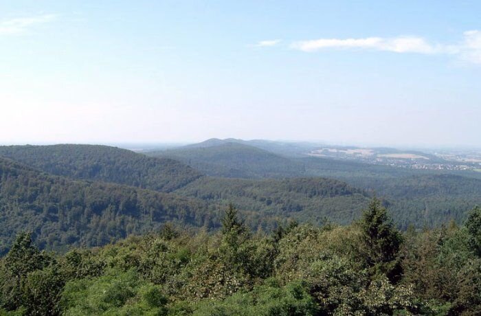 Первым видом деревьев, который был выделен для сохранения, был тис.