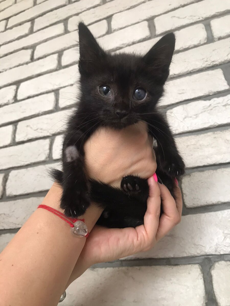 Лапку побрили для анализов, скоро шерсть отрастет