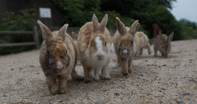 Источник изображения: Kim Bui/Flickr 