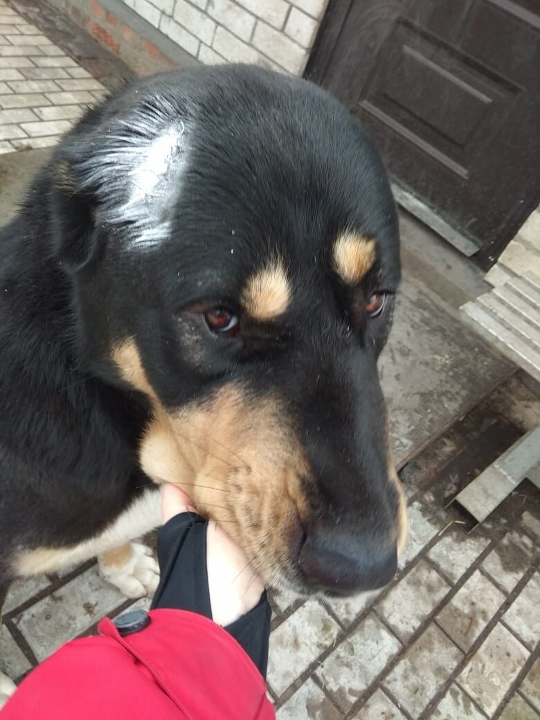 Харон после посещения доктора. Миша порвал ему клыком шкуру на голове, ездили шить.