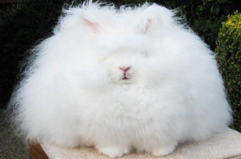 Облачко пуха, фото из свободного доступа в интернете