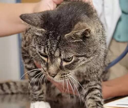 Вирусное заболевание