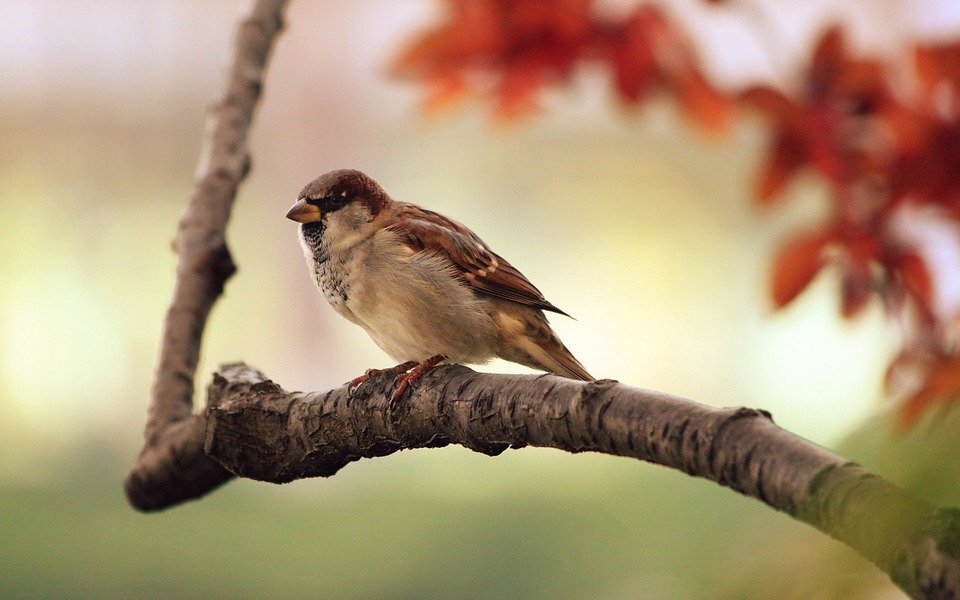 Источник: https://cdn.pixabay.com/photo/2011/09/27/18/52/bird-9950_960_720.jpg