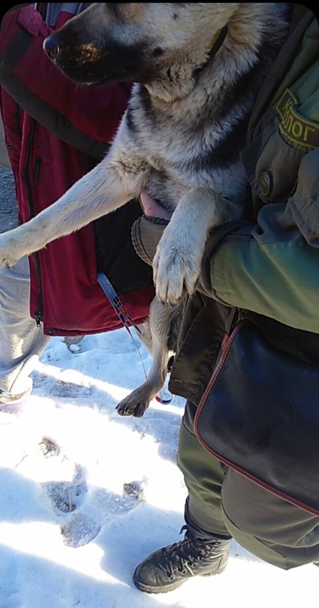 Замечательная женщина-военнослужащая забрала Молнию в расположение военной части.