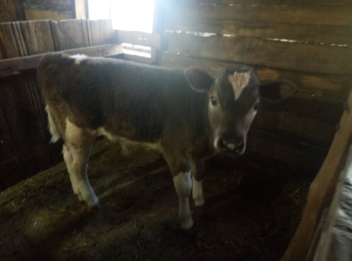 ... Мартика. В марте ему будет год, планируем держать его (да и всех быков) до...