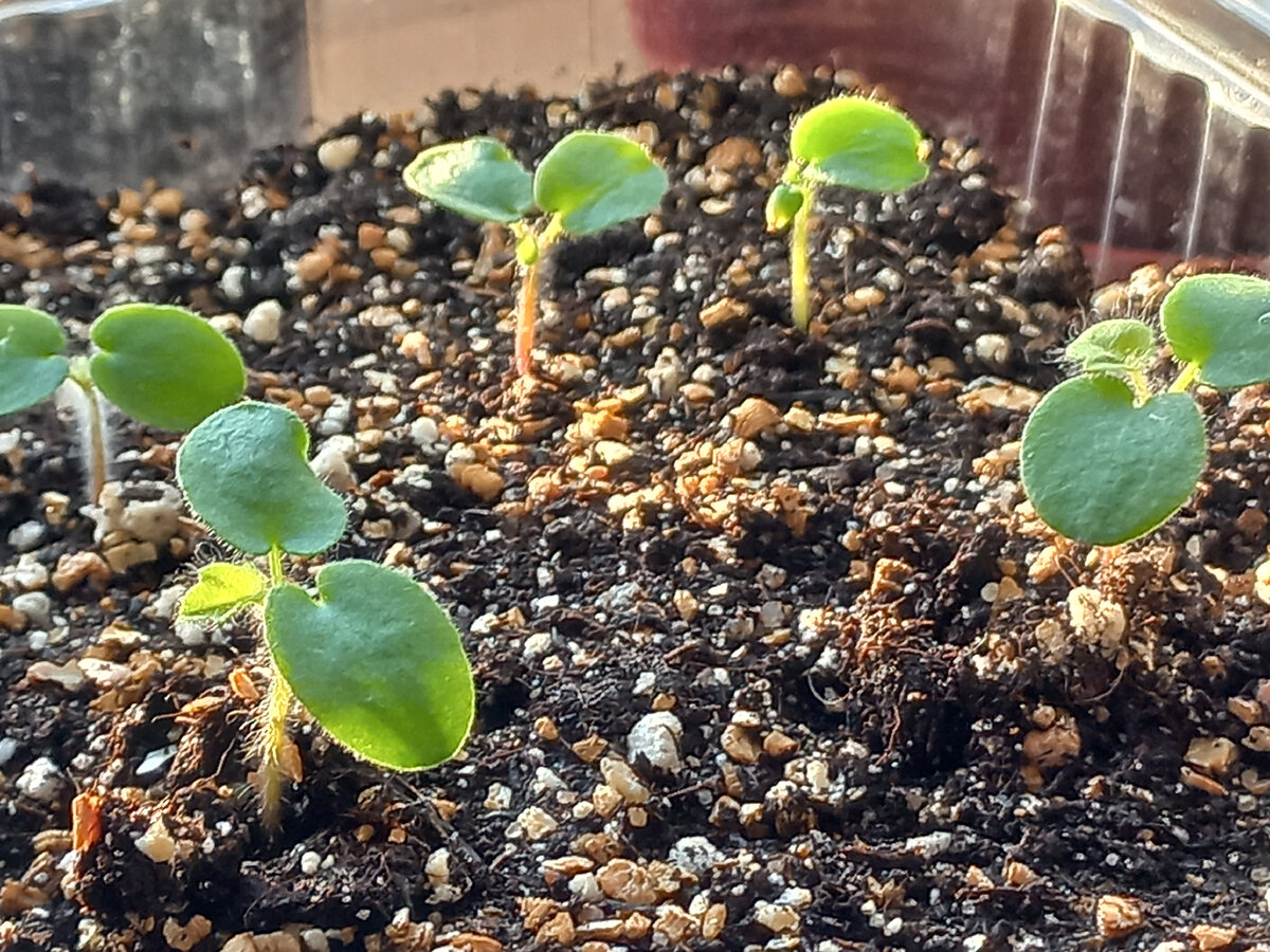 ���� ������