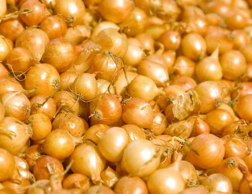 Лук-севок на посадку.