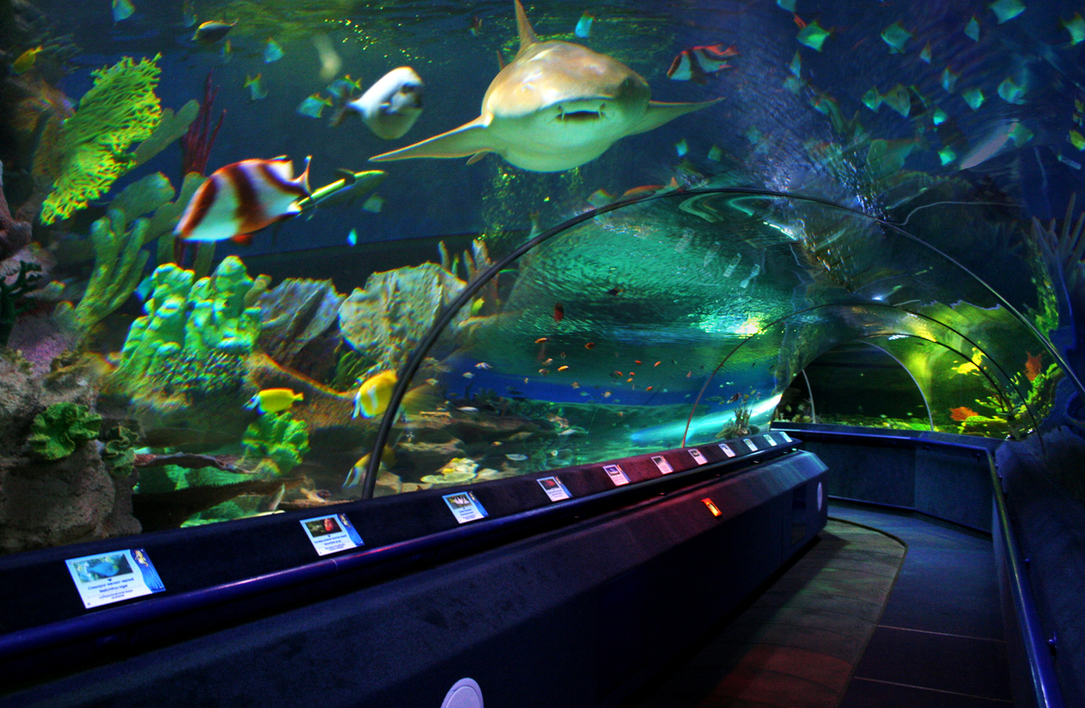 Океанариум, листайте
