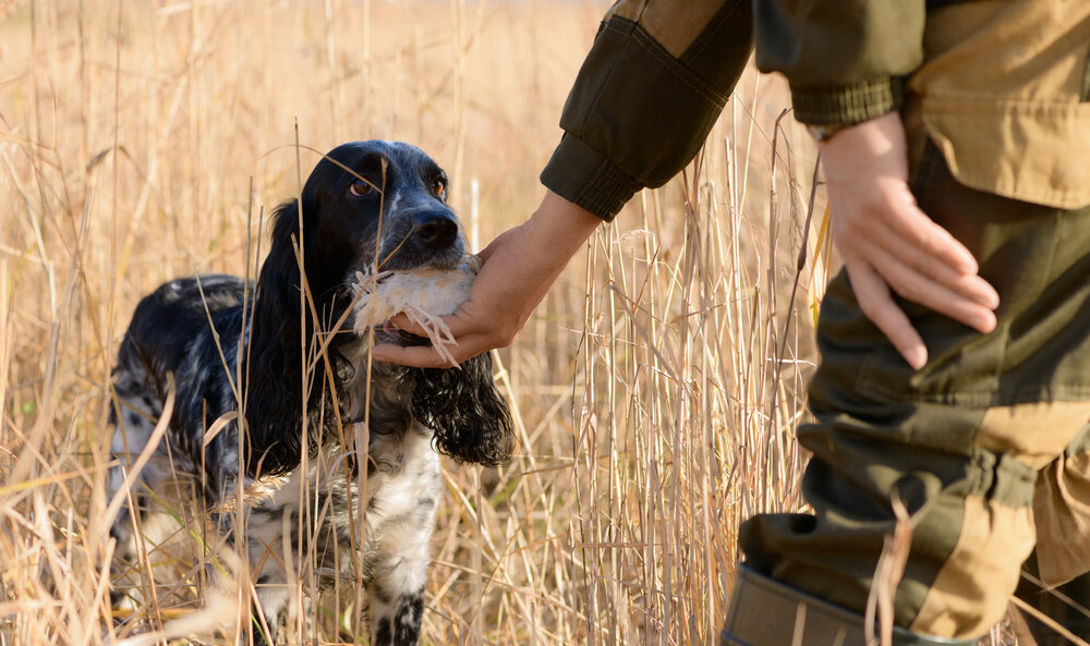 Successful hunt. Русский охотник. Русский охотничий спаниель породы охотничьих собак. Foto-tag:Jagdhund stockolor.