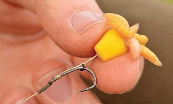 Какие приманки нужны для ловли карпа на кружки