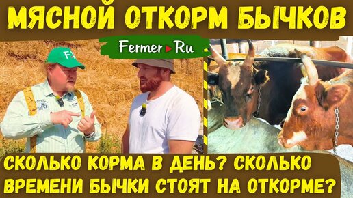 Бизнес по откорму бычков в Дагестане. Привязное содержание быков. Площадка для откорма бычков