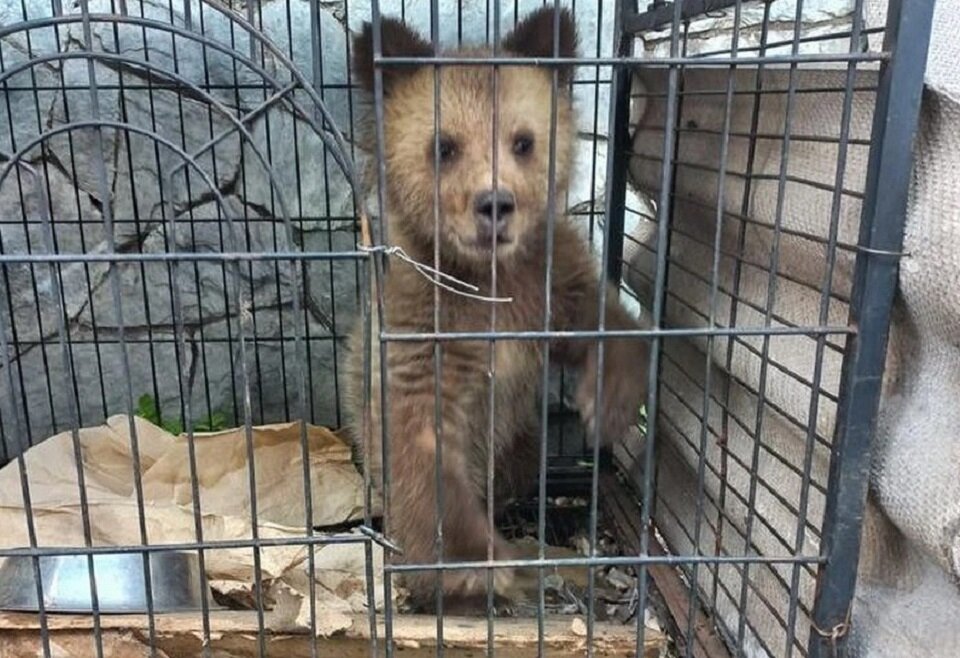 Однако этому мишутке повезло – его нашли неравнодушные люди