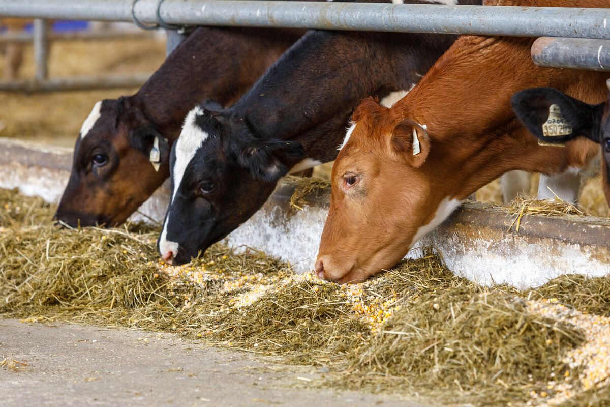 Фото из архива компании «Мустанг Технологии Кормления»