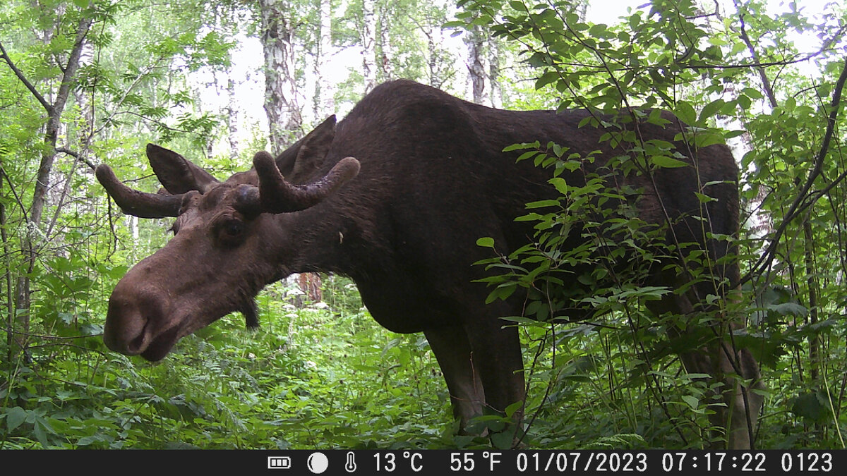 Это лось-сынок