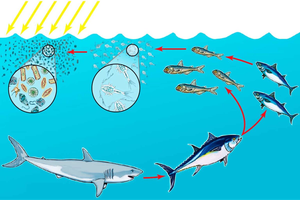 Планктон рыба тюлень. Цепь питания в океане. Пищевая цепочка в океане. Цепочка пищевая цепочка животных морских. Цепочка питания в море.
