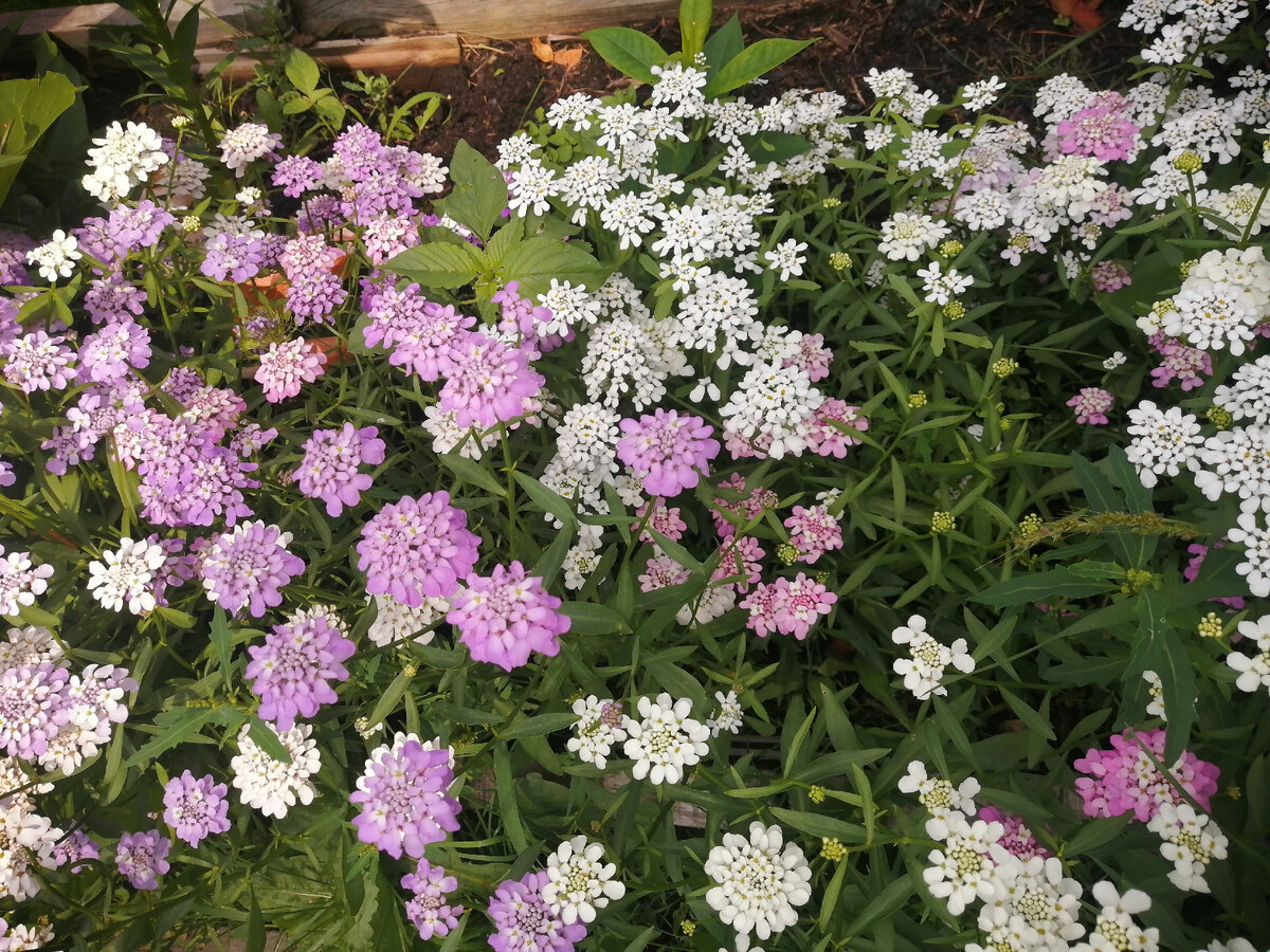 Тысячелистник millefolium ‘pretty Belinda’