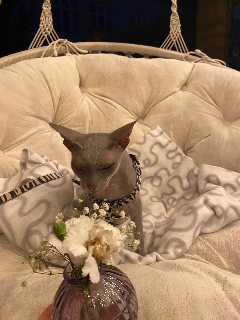 Пикси в Чизкеечной , качается на подвесном кресле