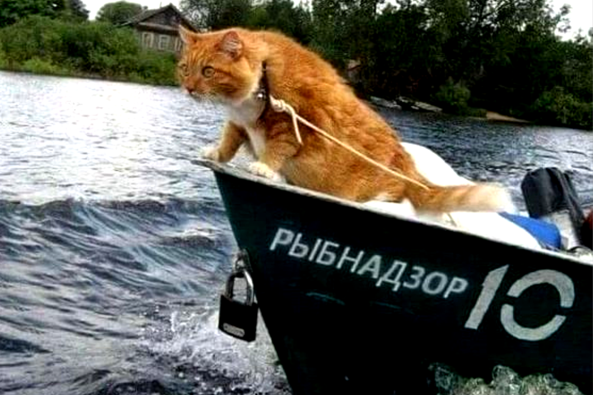 "Капитан, капитан - улыбнитесь..."😄. Источник фото: pikabu.ru