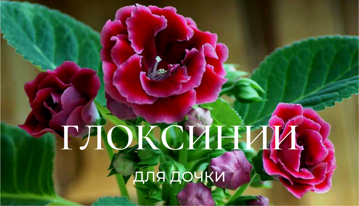 Инструкция по выращиванию глоксиний