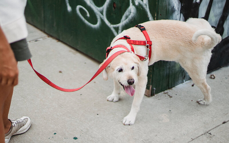 Щенок на пеленке. Как писают собаки. Собака метит территорию. Как отучить собаку гадить в квартире. Приучение собаки к унитазу.