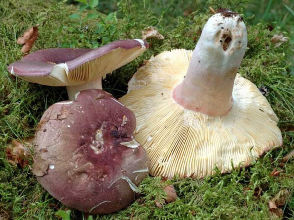 Горькушка (Lactarius rufus), гриб съедобен