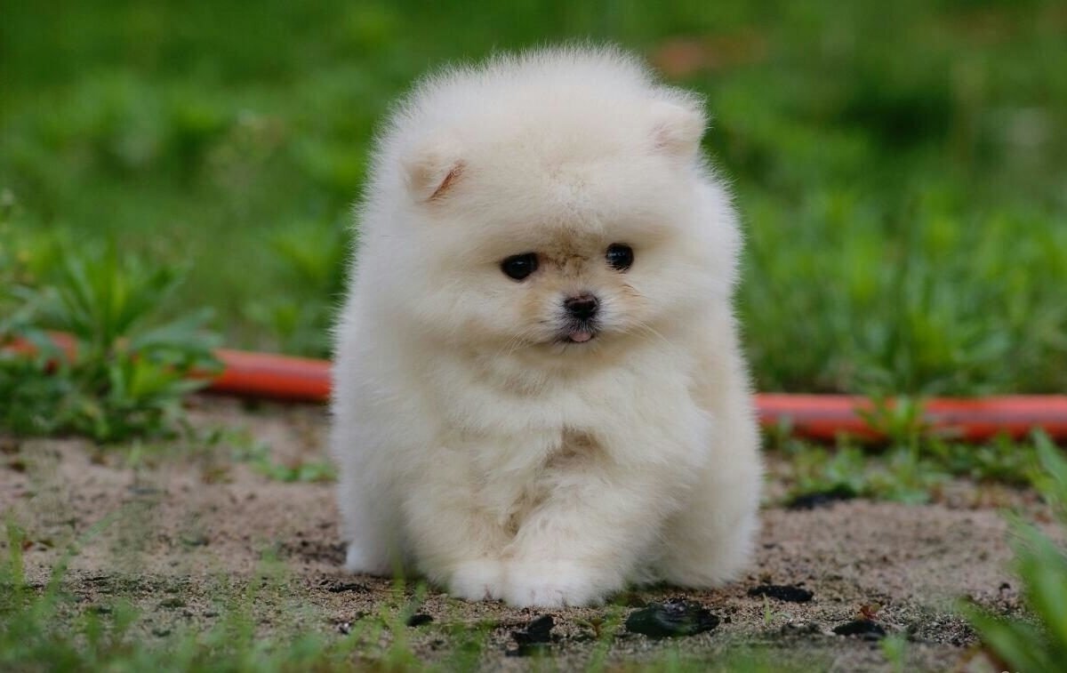 Взято с https://goods.ru