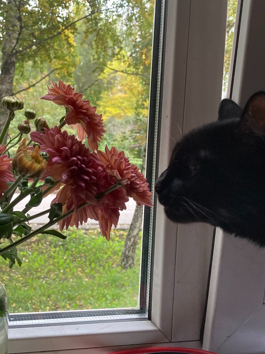 Сэм приближается пожевать цветочки :) 