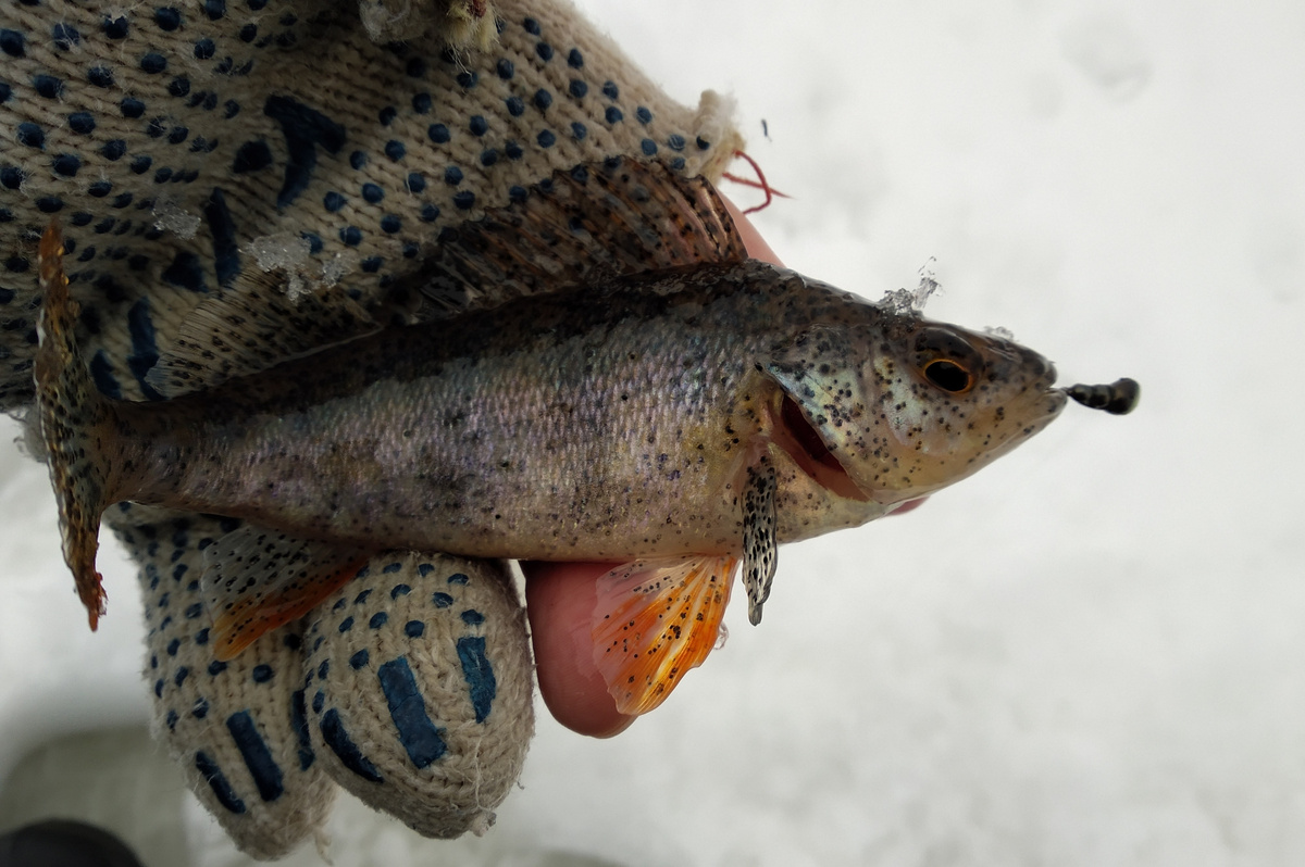 Вот он, красавчик. Весь в постодиплостомозе (чёрные точки)