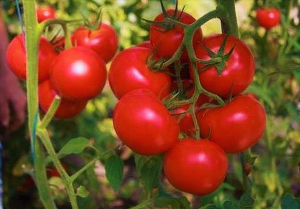Наиболее устойчивые к фитофторе томаты: дают большой урожай при любой .