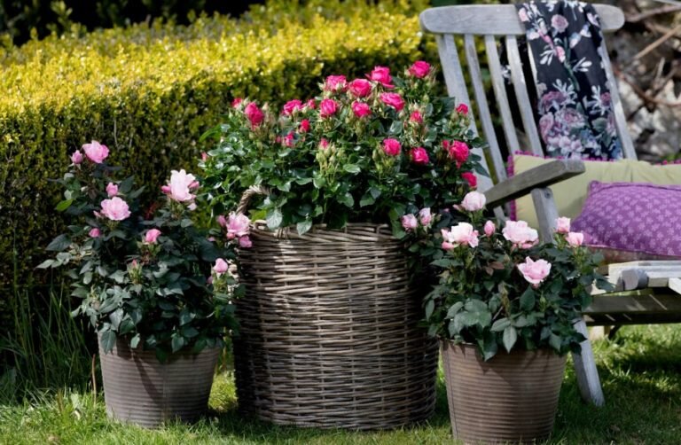 Фото заимствовано из интернета. С благодарностью!