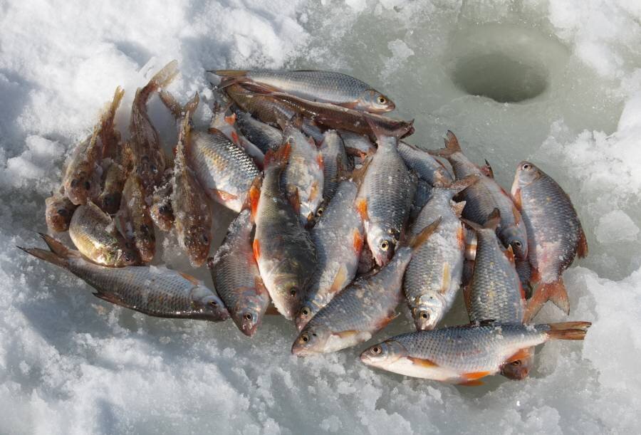 Где зимой ловят рыбу. Зимняя рыбалка. Зимняя рыбалка рыба. Зимняя рыбалка улов. Зимняя рыбалка на Оби.