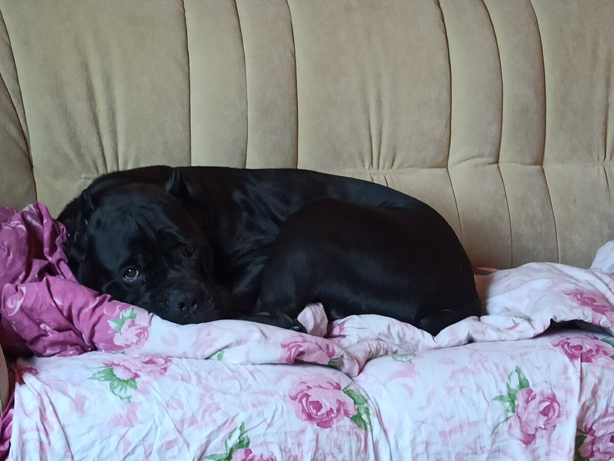 Вот говорят "собачья жизнь". А чем она плоха?)) Личное фото