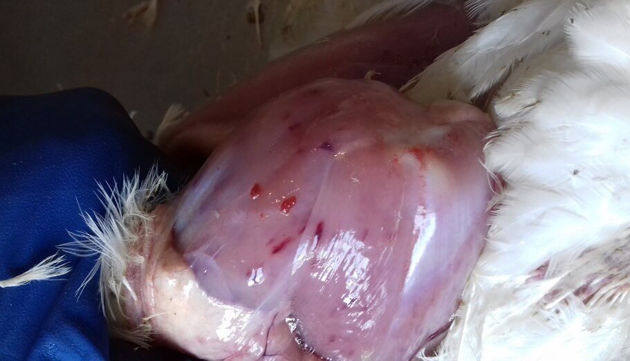 Кровоизлияния в мышцах бедра