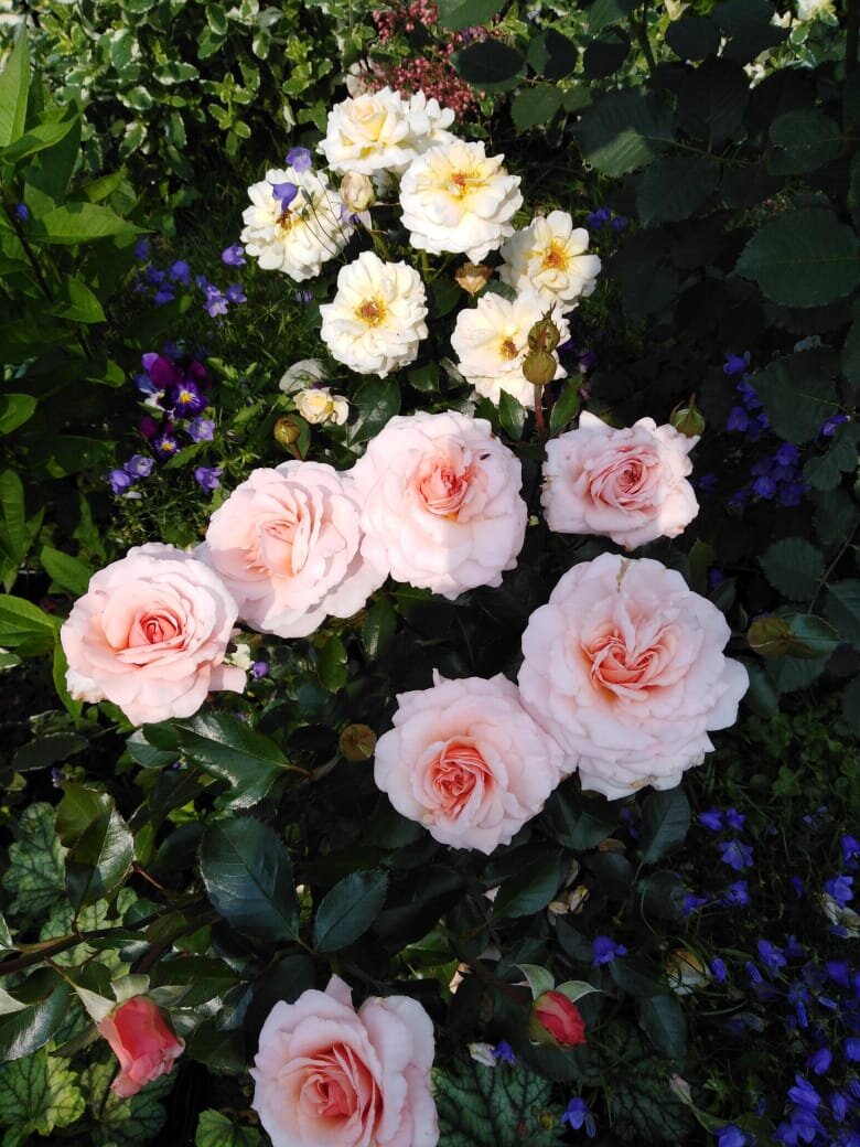 Фото из сада Елены Костиной, г. Прокопьевск