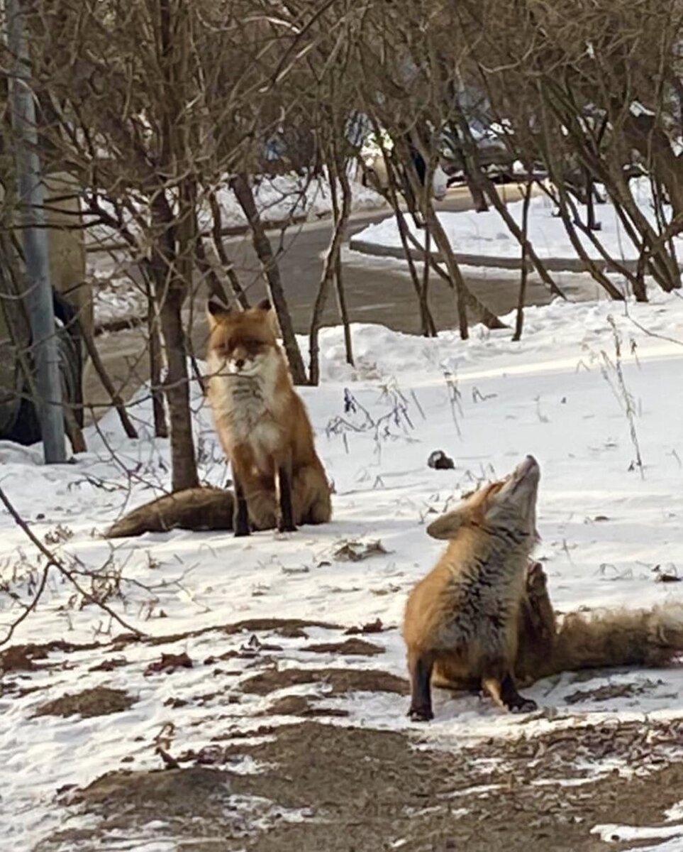 Лисы пришли во двор жилого дома в Строгино и перепугали некоторых жителей