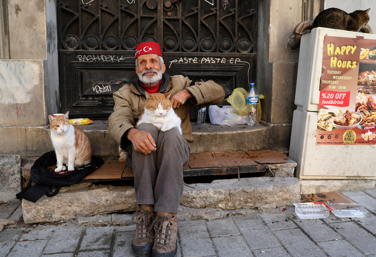 Turkey cats. Стамбульские коты. Кошки в Стамбуле. Кошки на улицах Стамбула. Турция кошки на улице.