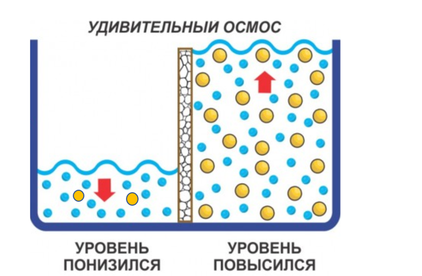 Осмос схематично