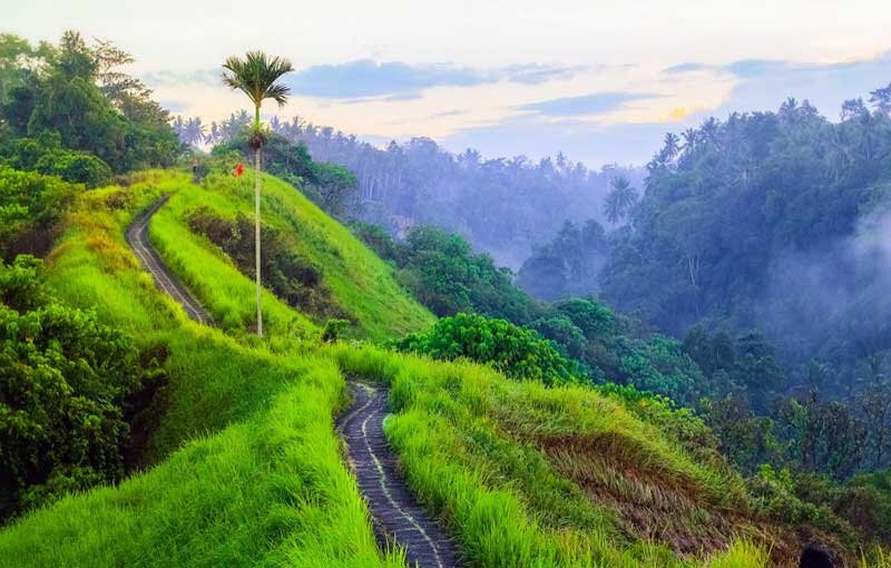 Источник: https://w-t.com.ua/sites/default/files/bukit-campuhan-ubud.jpg